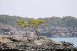 Phaselis
